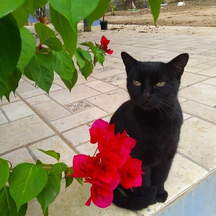 Bragança Paulista Hostel Santuario De Protecao Animal Filhos De Salomao מראה חיצוני תמונה