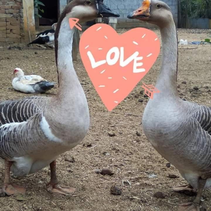 Bragança Paulista Hostel Santuario De Protecao Animal Filhos De Salomao מראה חיצוני תמונה